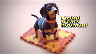 Dachshund talking to his hooman for treats [upl. by Iffar]