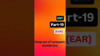 diagram of tympanic membrane tympanicmembraneperforation tympanum neet medical ent neetpg [upl. by Gordie884]