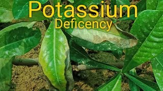 Identification of Potassium Deficiency in Plant Part  1 [upl. by Erelia]