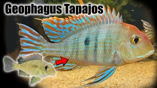 Geophagus Tapajos  Growth Rate amp Evolution [upl. by Lebezej719]