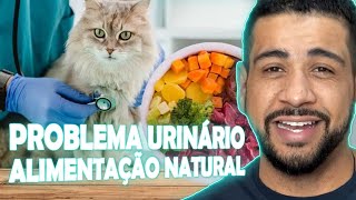 ALIMENTAÇÃO NATURAL X PROBLEMAS URINÁRIOS EM GATOS [upl. by Dhiren252]