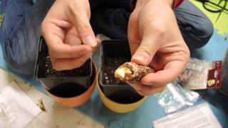 Hosta Seeds Sprouting Planting Bulbs to Grow During the Winter Indoors [upl. by Nolahc]