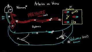 Arteries versus Veins [upl. by Einnok733]