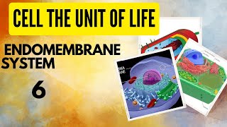 Class 11 Biology Cell the unit of life Endomembrane system [upl. by Eneleahs226]