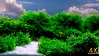 White Sand and Moss [upl. by Annasus]