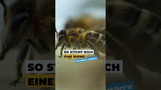 Was passiert wirklich bei einem 🐝Stich drdubbert tiere bienen bee natur wissen fakten [upl. by Kilar]