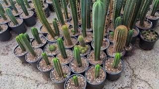 Trichocereus WalkAround 2 [upl. by Girand796]