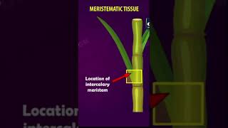 Tissues Class 9  Meristematic tissues  cbse 9 Biology  chapter 6 NCERT  Gradebooster shorts [upl. by Esir]