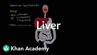 Liver  Gastrointestinal system physiology  NCLEXRN  Khan Academy [upl. by Ydor]