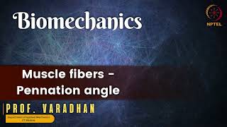 Muscle fibers Pennation angle [upl. by Asseralc]