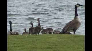 Geese Attacked By Eagle [upl. by Danette]