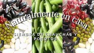 Siembra de chauchas y porotos [upl. by Reyam]