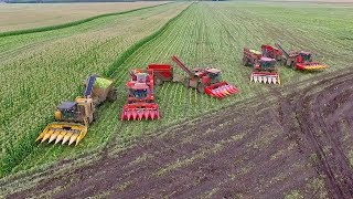 Big Sweet Corn Harvest in the Mud  Csemegekukorica betakaritás 2017  5x Combine  JDRábaClaas [upl. by Neelsaj713]