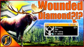 A First Time For Everything  Finding amp Taking a Wounded Diamond Moose [upl. by Kcirdef485]