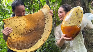 Harvesting Giant Forest Honey Goes to the market sell Vàng Hoa [upl. by Levesque]