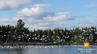 Envolée doies blanches  flight of snow geese [upl. by Artemas239]