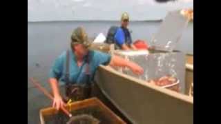 Spottail Shiners Live Bait Trapping In Minnesota Waters [upl. by Kcirredal]