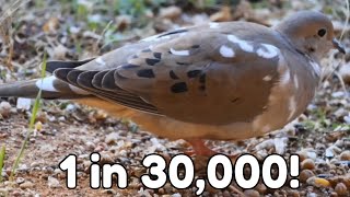 Rare Leucistic Mourning Dove A One in 30000 Phenomenon [upl. by Alesi]