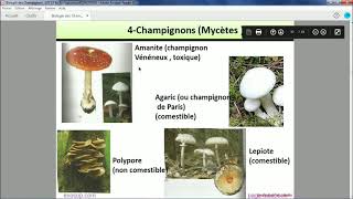 Les thallophytes  Les champignons [upl. by Maunsell]