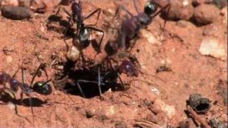 Meat Ants Iridomyrmex purpureus [upl. by Belcher525]