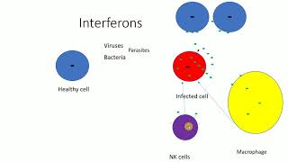 Interferons  Mechanism of Interferons  Functions of Interferons [upl. by Ardnuhs]