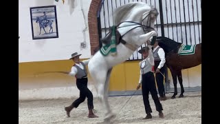 Too Many Abused Horses In Spain [upl. by Eibbil]