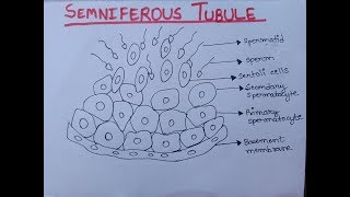 Semniferous Tubule  Diagram of Semniferous Tubule Well Labelled  Class 12 [upl. by Dorweiler]