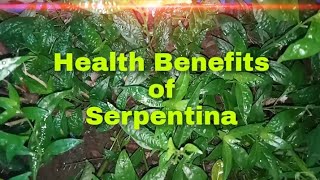 Health Benefits of Serpentina  Scientific name  Rauvolfia Serpentina [upl. by Ayak]