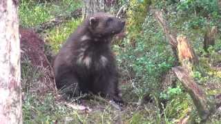 Wolverine  Vielfrass  Glouton Finland [upl. by Anchie228]