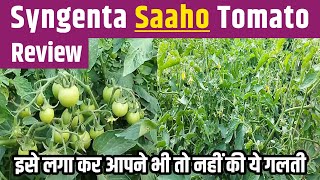 Syngenta Saaho Tomato Review  Hybrid Tomato  Tamater ki kheti  60 days update [upl. by Eurydice]