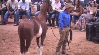 MONTY ROBERTS O ENCANTADOR DE CAVALOS [upl. by Meerek742]