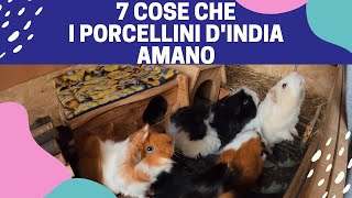 7 COSE che i PORCELLINI DINDIA amano ❤ [upl. by Rusert110]