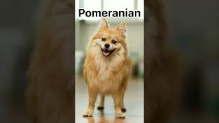 Top 5 Cutest dogcutedog youtubeshorts youtube subscribe dogbreed dogs [upl. by Alane]