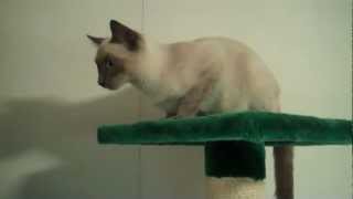 Blue Point Siamese Cat quotAikoquot [upl. by Barthold]