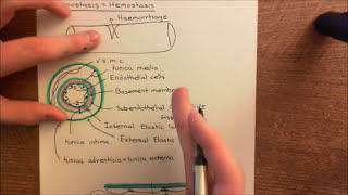 Antithrombotic Mechanisms of the Endothelium Part 2 [upl. by Olsewski73]