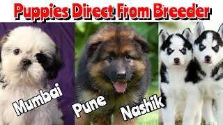 Breeder Price Puppies Only For You Guys at low Price ❤️ Mumbai Nashik Pune 🦮 Delivery Available [upl. by Aleka242]