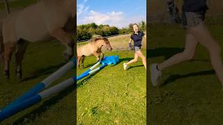 Woopsy… 😅🐴 equestrian pony funny cute shetland rider horse [upl. by Dirgis]