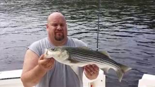 Striper fishing Merrimack river [upl. by Aelem]