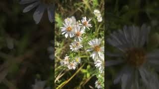 Aster or fleabane plants flowers nature 2024 september [upl. by Kostival197]