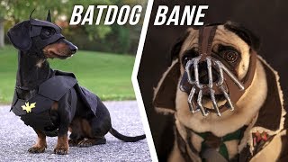 Ep 6 BATDOG vs BANE  Cute Dachshund amp Pug in Funny Dog Video [upl. by Hampton]