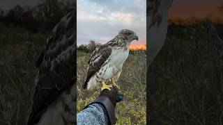 Releasing my first redtailed hawk back into the wild [upl. by Adnulahs]