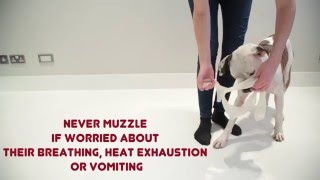 How to muzzle your dog [upl. by Bernette391]