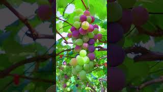 Grapes tree 🌴fruitcutting fruitgarden shorts [upl. by Ahsoem]