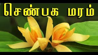 Magnolia champaca சென்பகமரத்தின் மருத்துவ பயன்கள [upl. by Enytsirhc191]