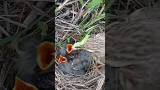 Skylark Babies in Bloom A Story of New Beginnings shortsviral trendingshorts [upl. by Linsk]