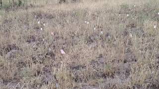 Twinkling Planting Tags off the Trail [upl. by Sherrer]