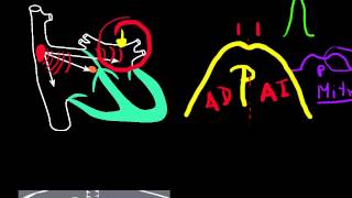 CURSO DE ELECTROCARDIOGRAFIA 16  ONDA P NORMAL [upl. by Htebiram]