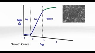 【細胞培養の基礎】vol5 細胞の増殖 [upl. by Aeneus]