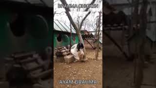 Brahma Chicken [upl. by Poole]