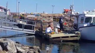 Preparations for Lobster Season Opening 13 May 2016North Sydney Cape Breton [upl. by Margreta]